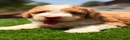 Perro de Agua Español perros en venta: Perro de agua español  - Anuncio 22