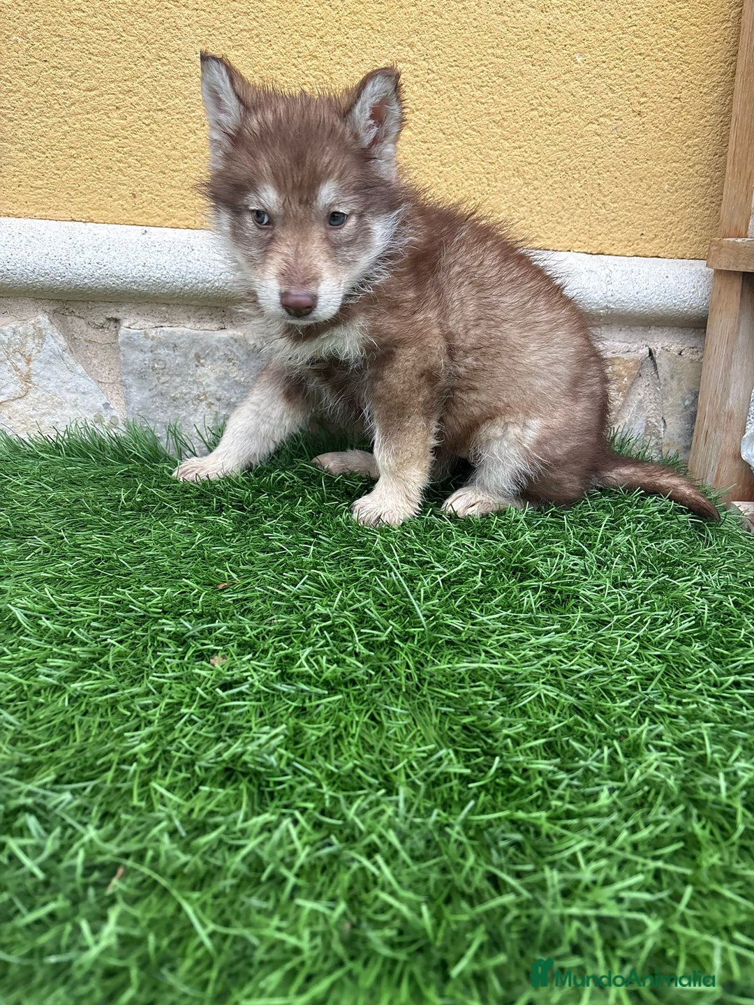 Husky Siberiano perros en venta: Hembra Husky Siberiano roja  - Anuncio 3