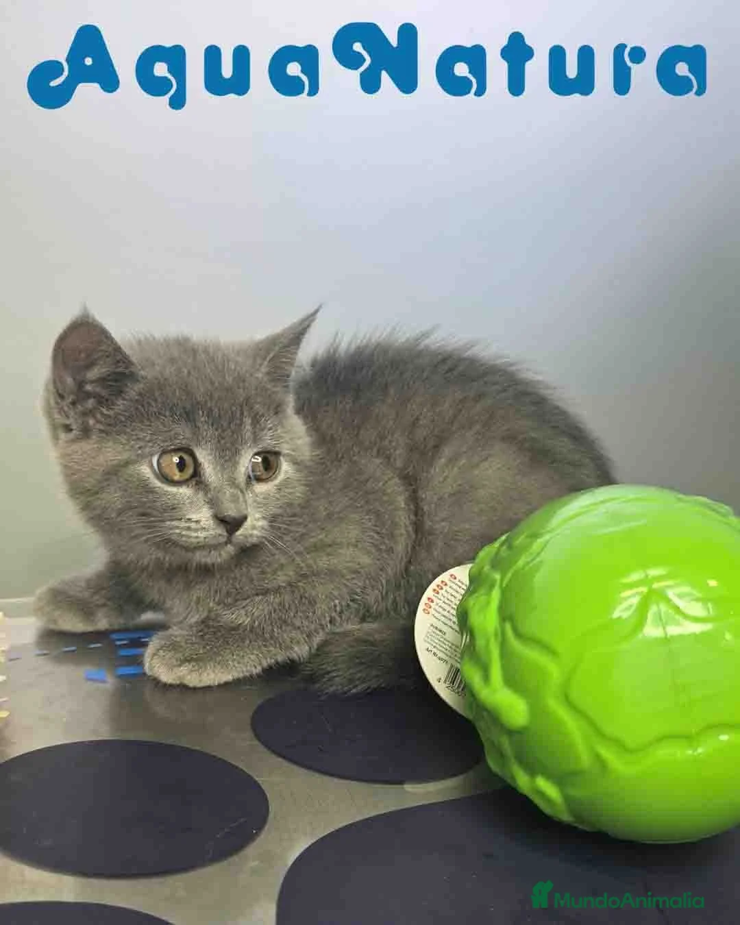 Británico de Pelo Corto Azul gatos en venta: British Hembra 6342 AQUANATURA - Anuncio 7