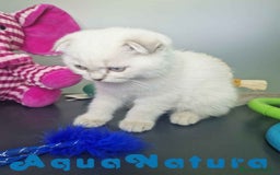 Scottish Fold gatos en venta: Scottish Fold Macho 7912 AQUANATURA - Imagen 6