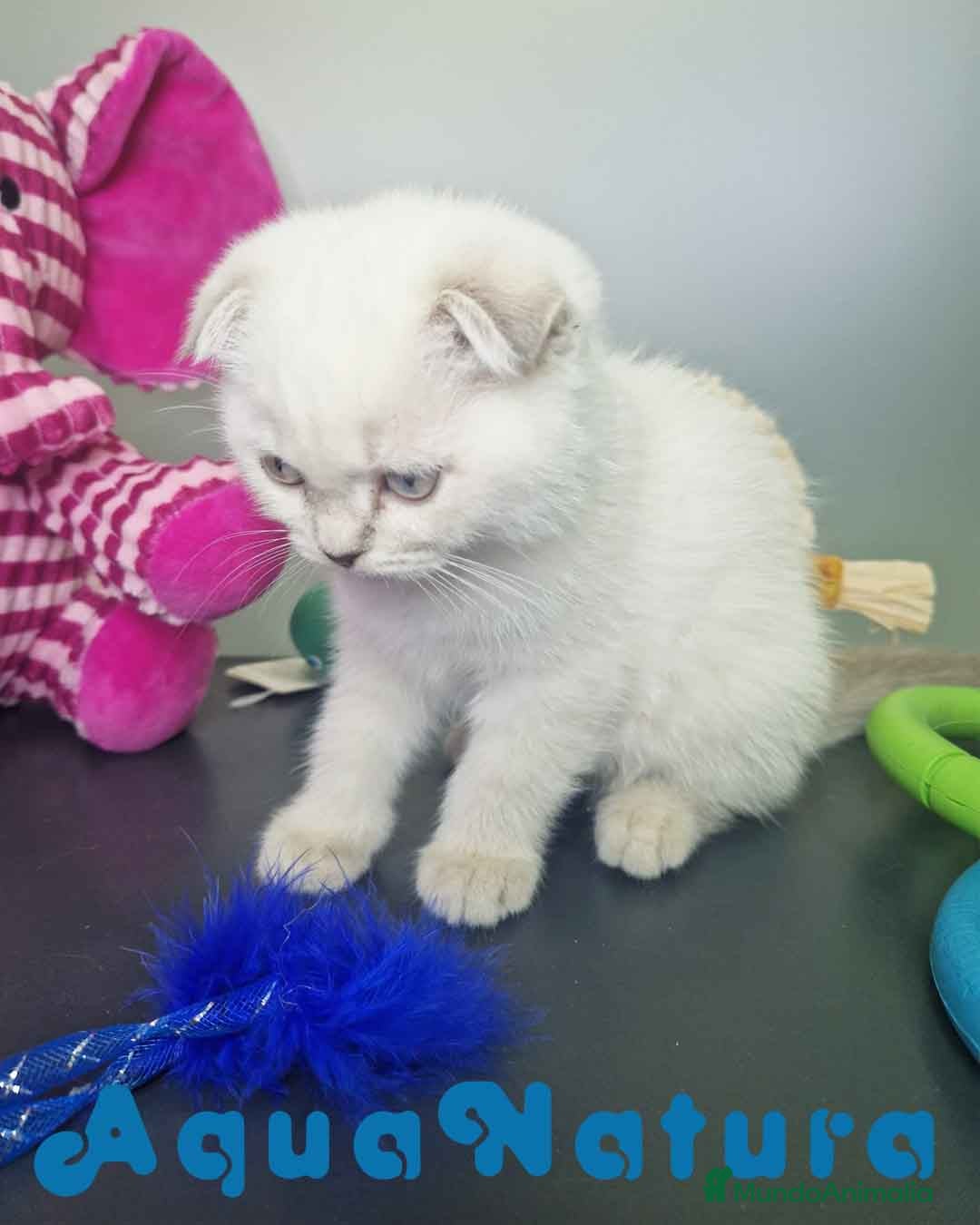 Scottish Fold gatos en venta: Scottish Fold Macho 7912 AQUANATURA - Imagen 6