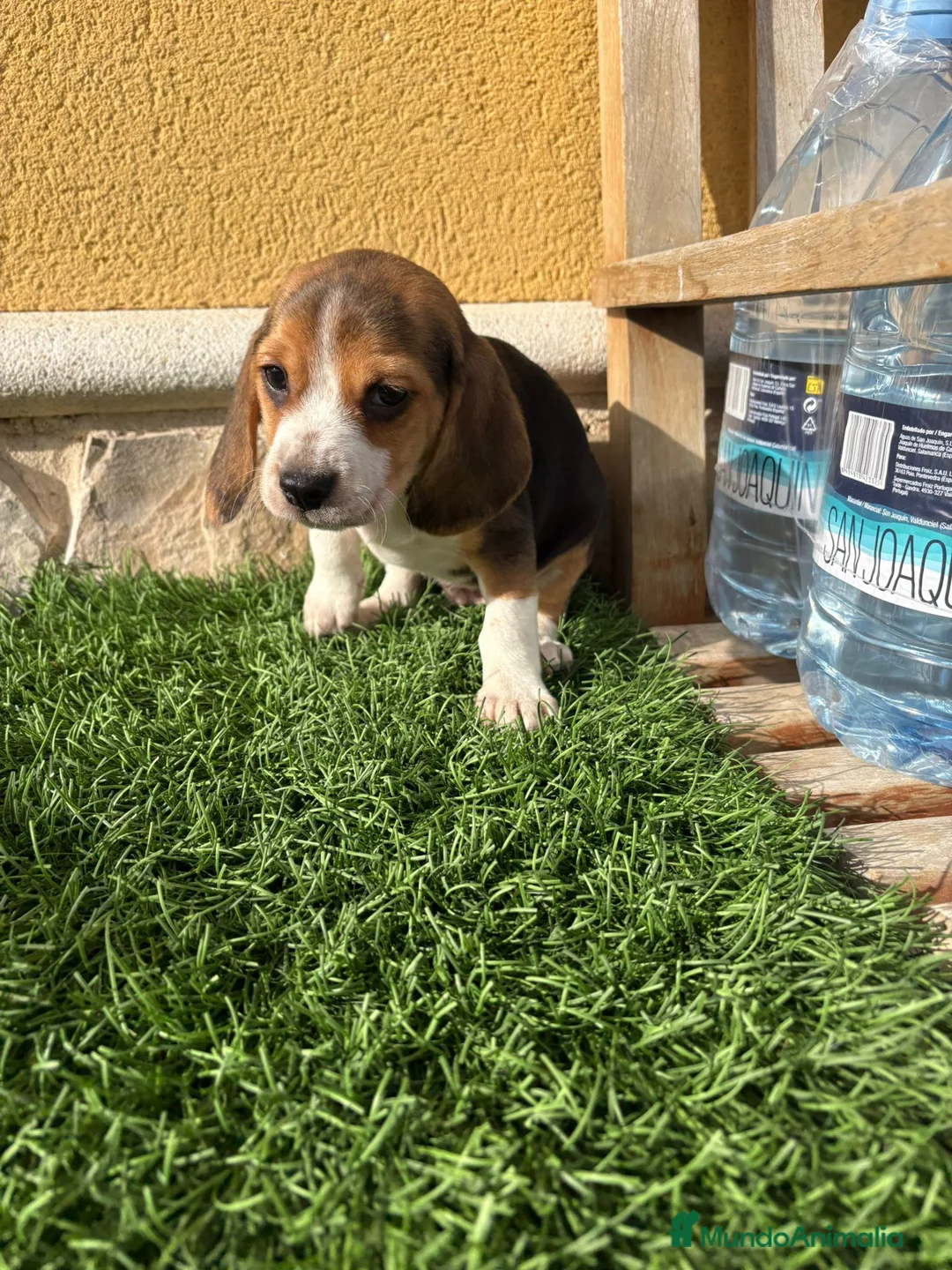 Beagle perros en venta: Cachorro macho de Beagle  - Anuncio 12