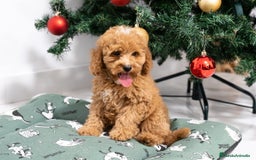 Caniche Mediano perros en venta: Caniche enano disponibles!! - Anuncio 4