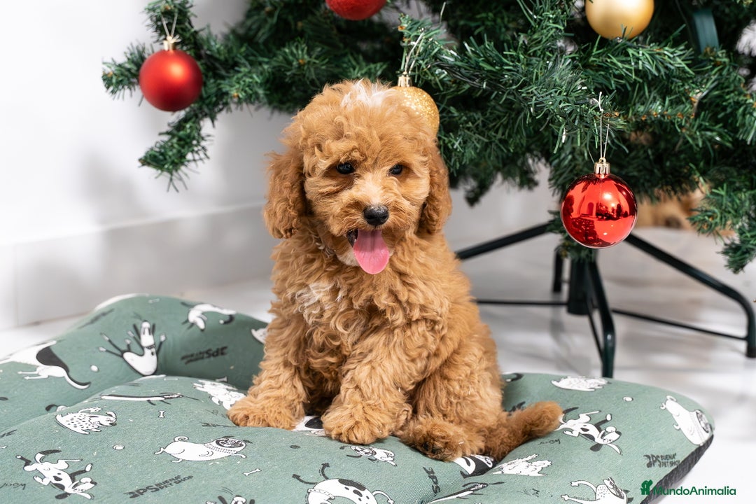 Caniche Mediano perros en venta: Caniche enano disponibles!! - Anuncio 4