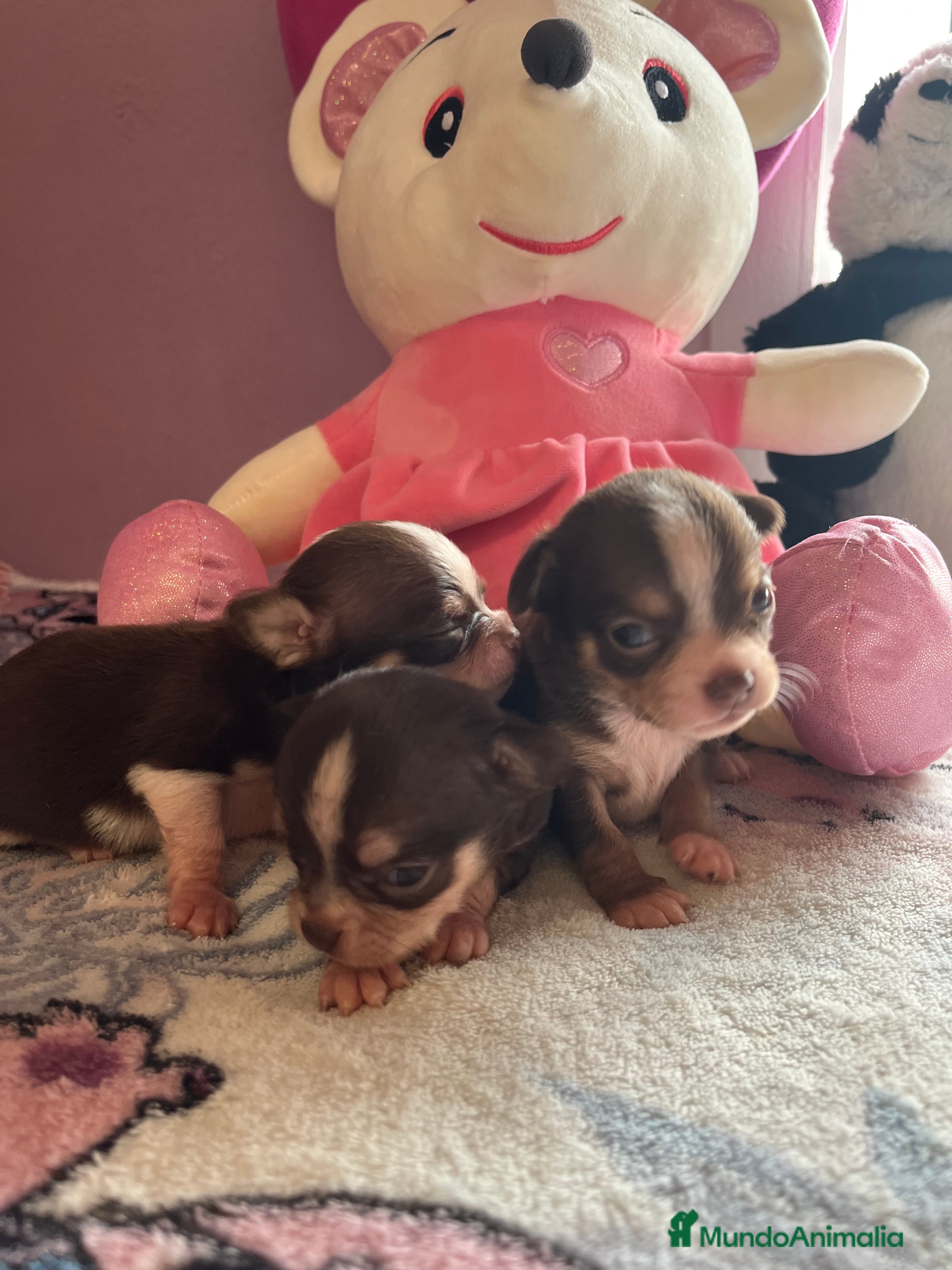 Chihuahua perros Chihuahuas minis en Barcelona - Anuncio 2