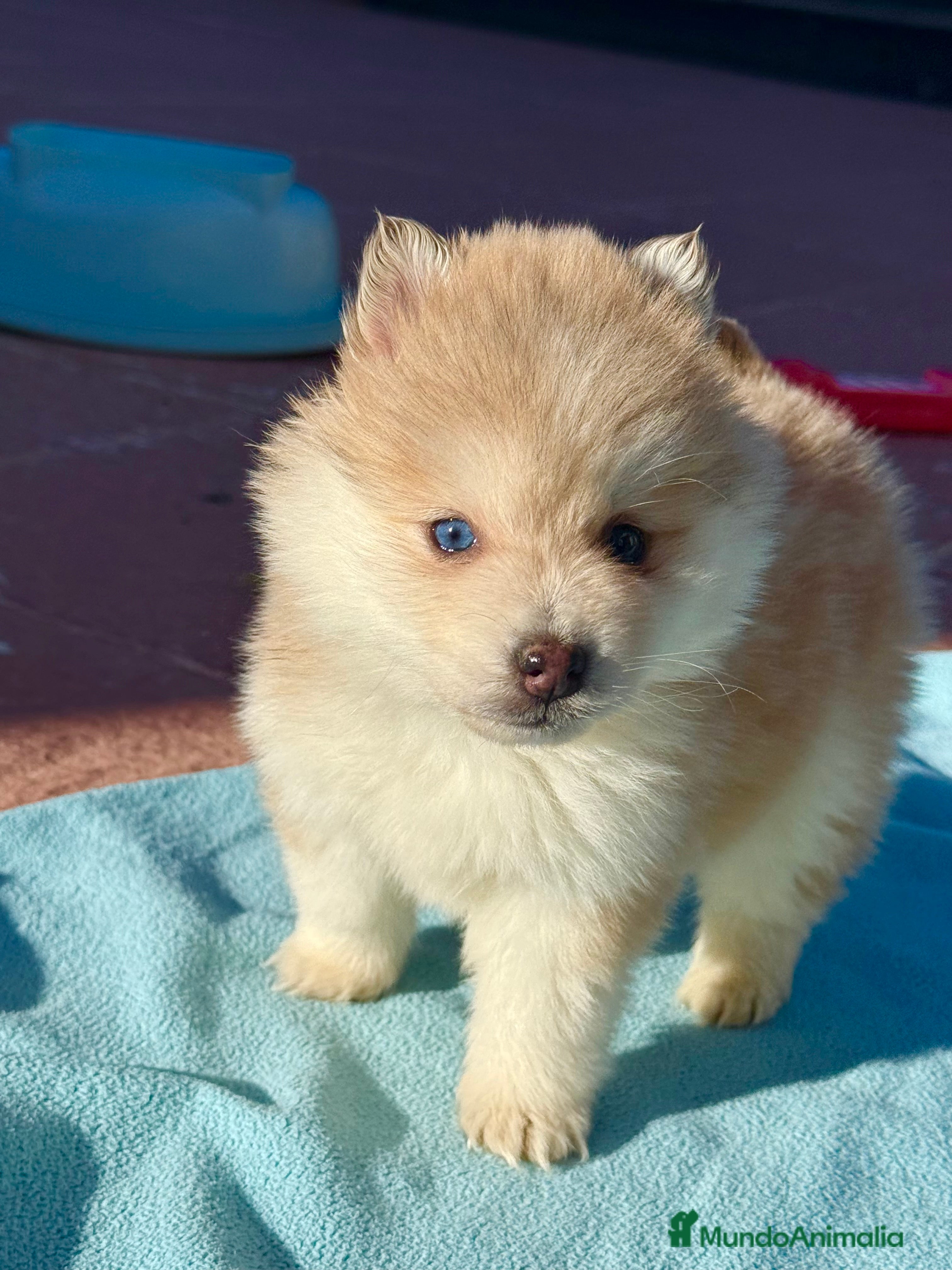 Pomsky perros Pomsky mini huskys ojos azules  - Anuncio 16