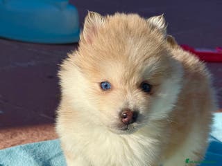 Pomsky perros Pomsky mini huskys ojos azules - Anuncio 20