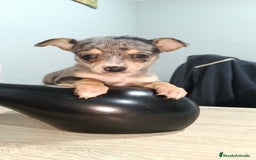 Chihuahua perros en venta: Hembra de chihuahua toys  - Anuncio 1