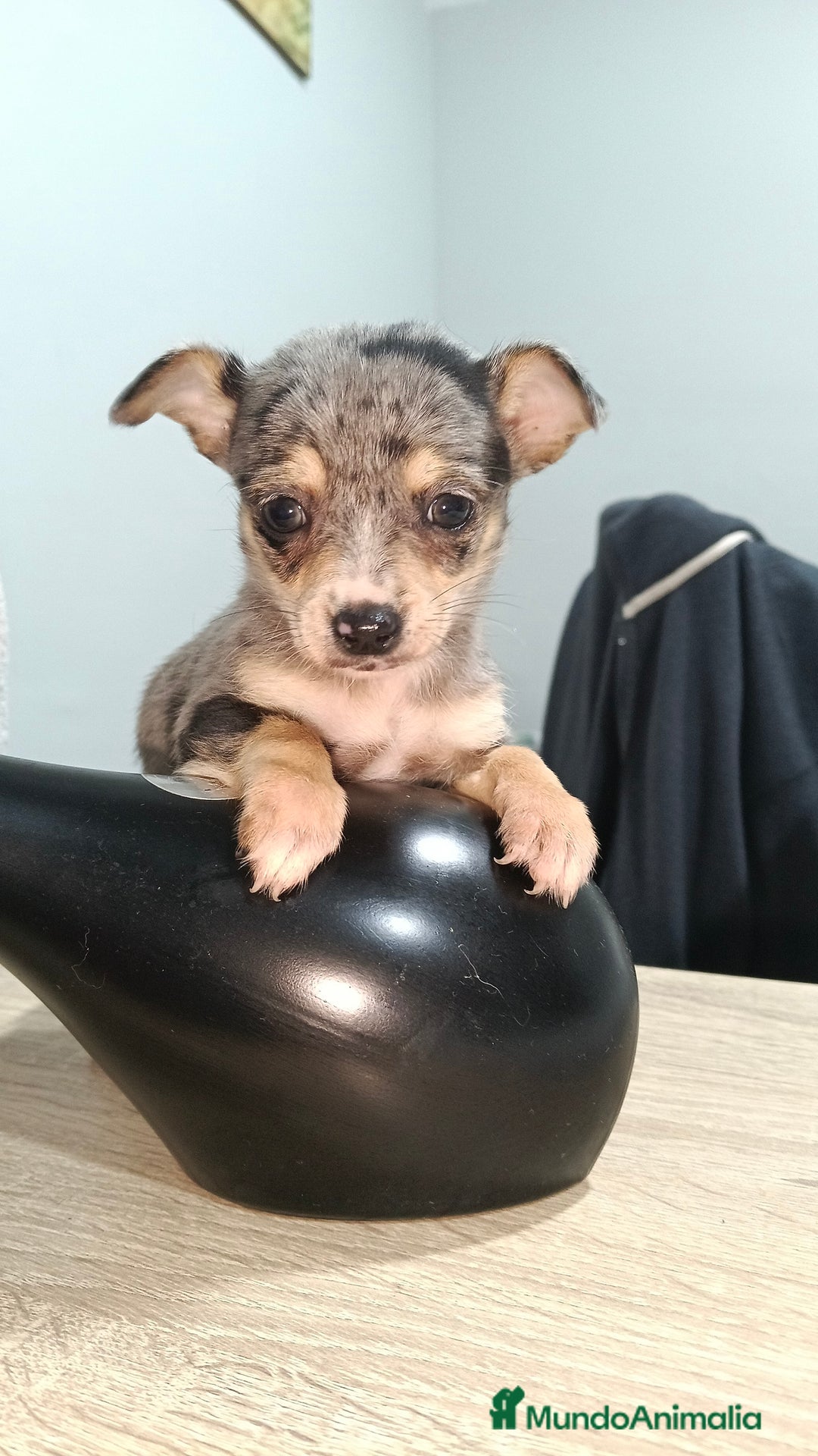 Chihuahua perros en venta: Hembra de chihuahua toys  - Anuncio 1