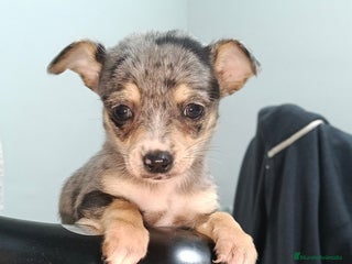 Chihuahua perros Hembra de chihuahua toys - Anuncio 1