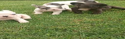 Bulldog Francés perros en venta: Bulldog francés ((PRECIO REAL)) - Anuncio 3