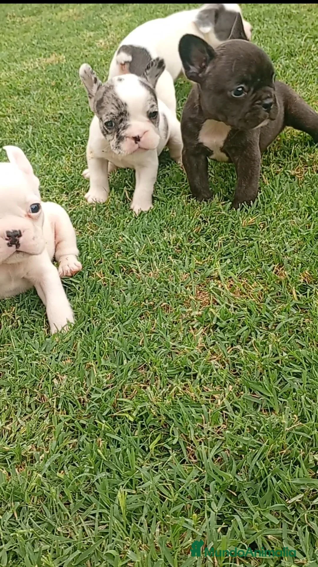 Bulldog Francés perros en venta: Bulldog francés ((PRECIO REAL)) - Anuncio 3