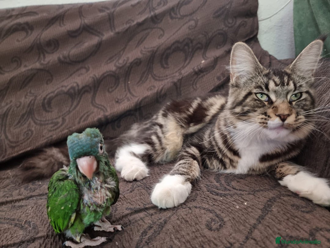 Maine Coon gatos en venta: Gatitos maine coon machitos - Anuncio 11