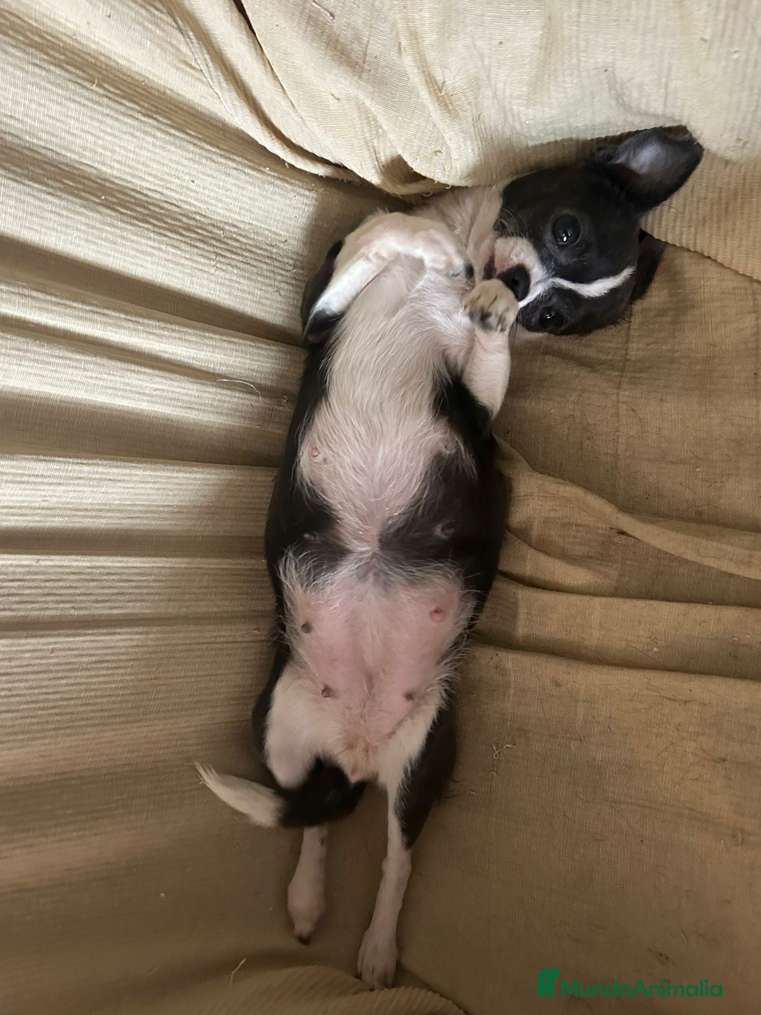 Chihuahua perros Chihuahua - Anuncio 1