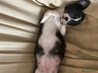 Chihuahua perros Chihuahua - Anuncio 1