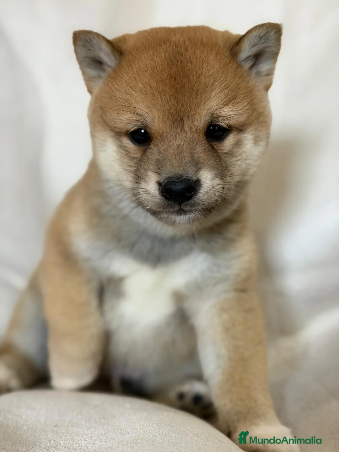 Shiba Inu perros en venta: SHIBA INU DISPONIBLES - Anuncio 2