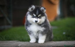 Pomsky perros en venta: Pomsky F4 Toy y minis  - Imagen 19