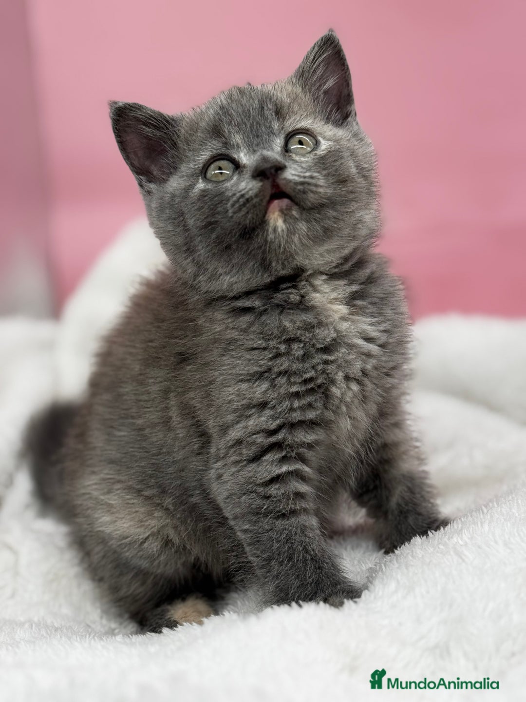 Británico de Pelo Corto gatos en venta: Última British  - Anuncio 7