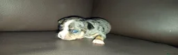Chihuahua perros en venta: Chihuahuas toy - Anuncio 7