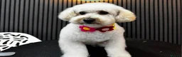 Caniche Toy perros en venta: Caniche toy - Anuncio 2