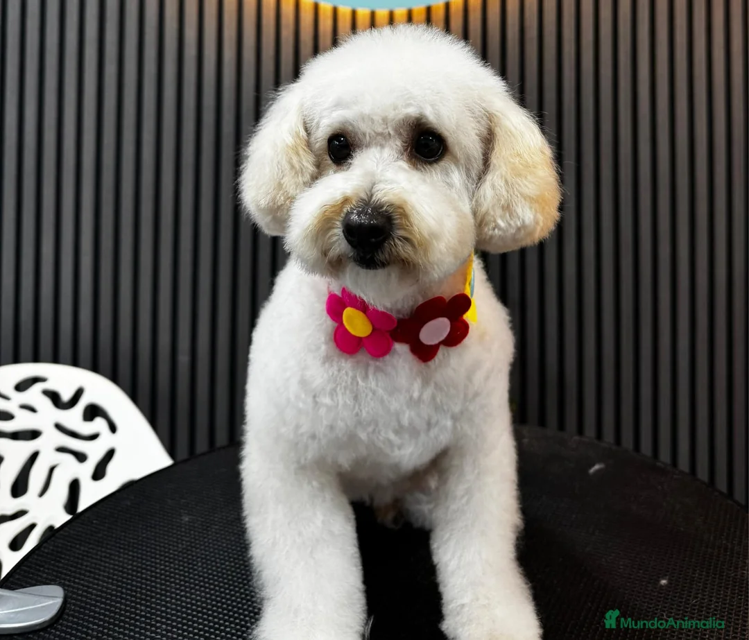 Caniche Toy perros en venta: Caniche toy - Anuncio 2