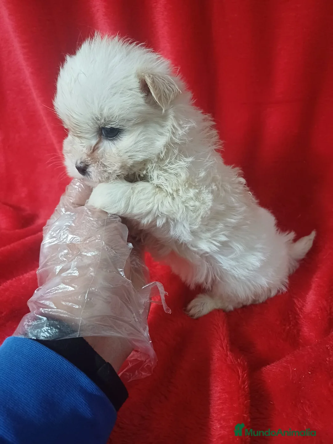 Bichón Maltés perros en venta: Bichon Maltés Americano  - Anuncio 2