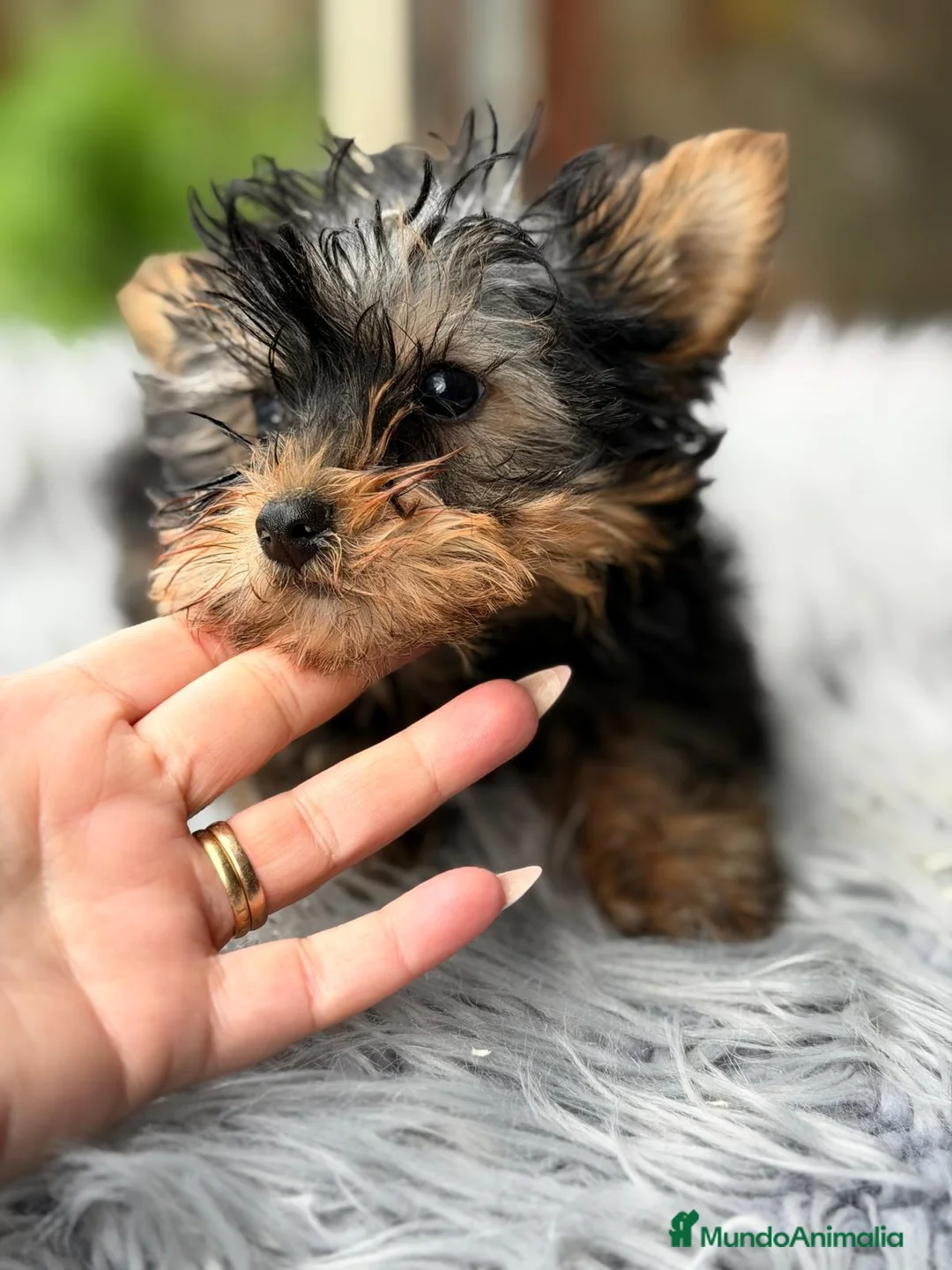 Yorkshire Terrier perros en venta: YORKY TOY DISPONIBLE - Anuncio 6