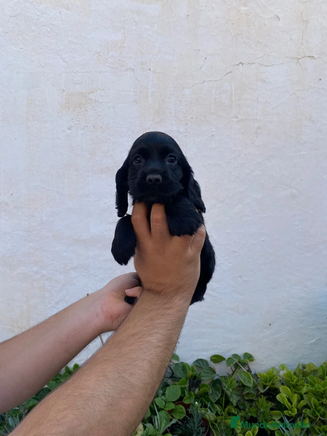 Cocker Spaniel Inglés perros en venta: Cachorro de Cocker Spaniel  - Anuncio 2