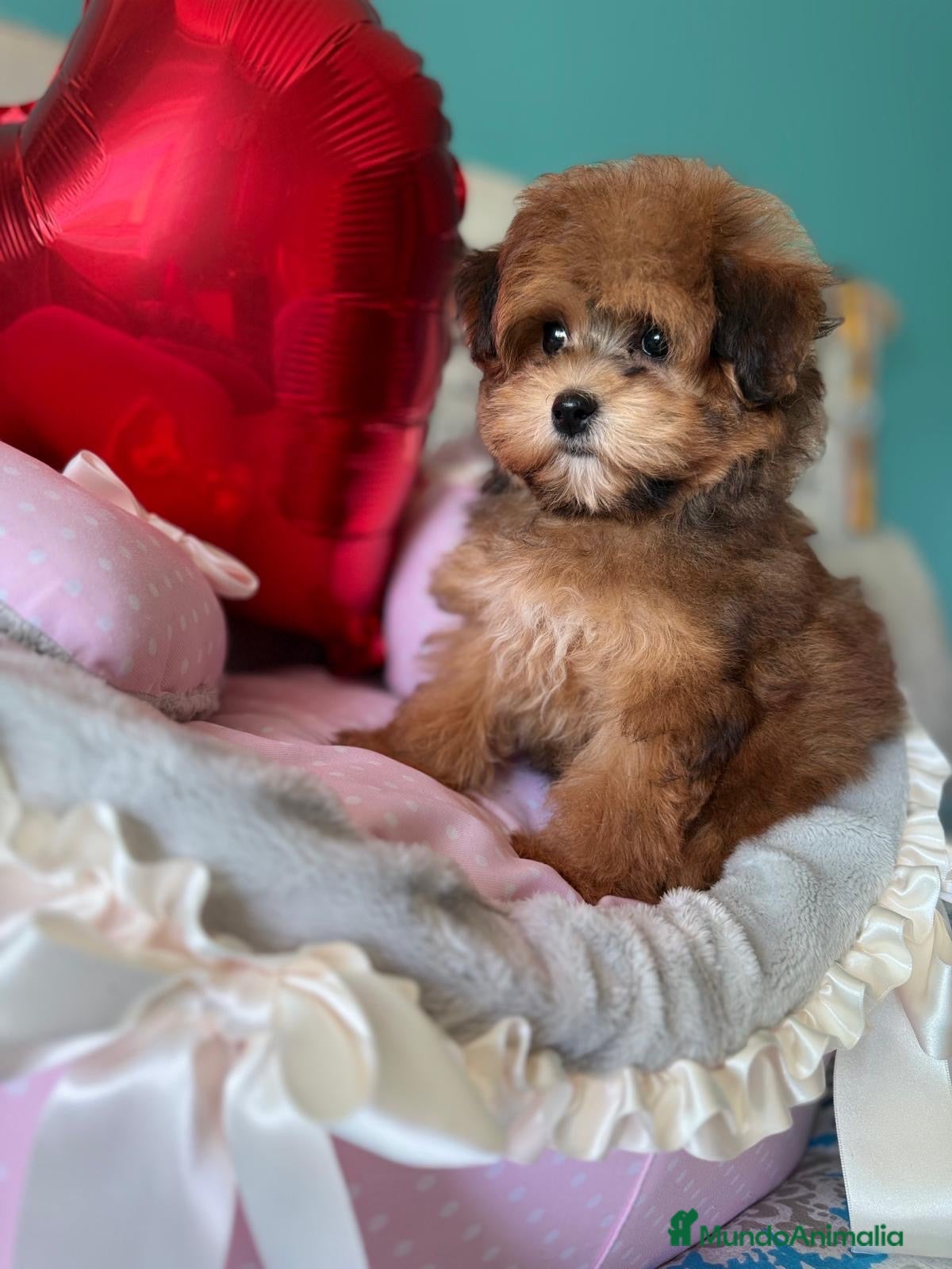Maltipoo perros en venta: Maltipoo Toy colores muy sólidos es muy bonita!! - Anuncio 3