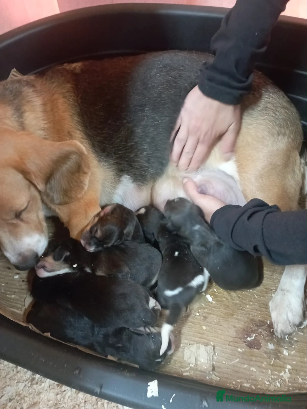 Beagle perros en venta: Beagle tricolor camada - Anuncio 11