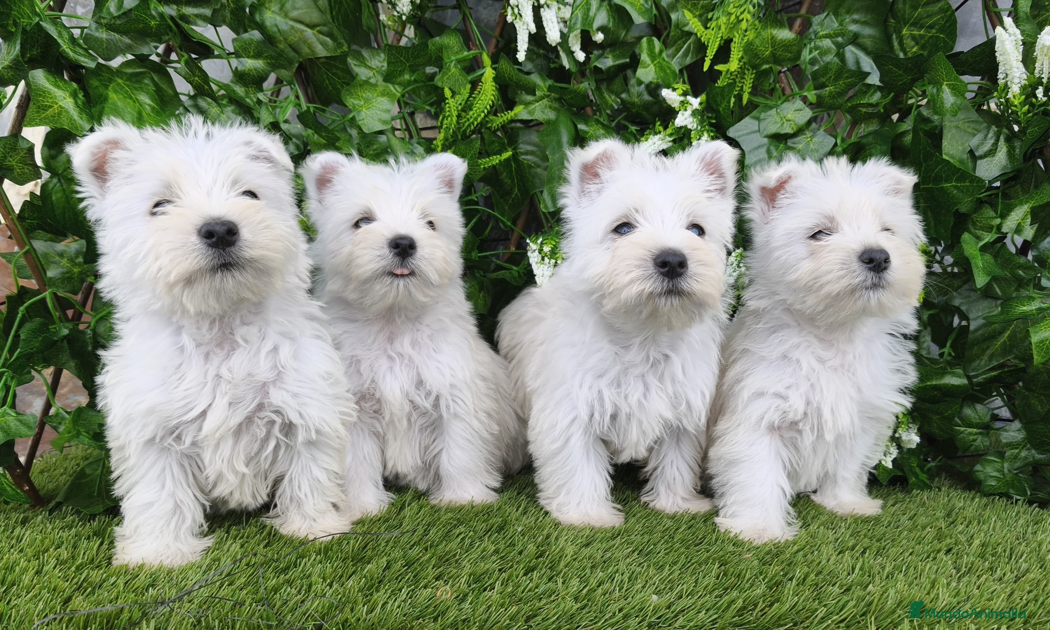 West Highland White Terrier perros West highlights White Terrier  - Anuncio 1