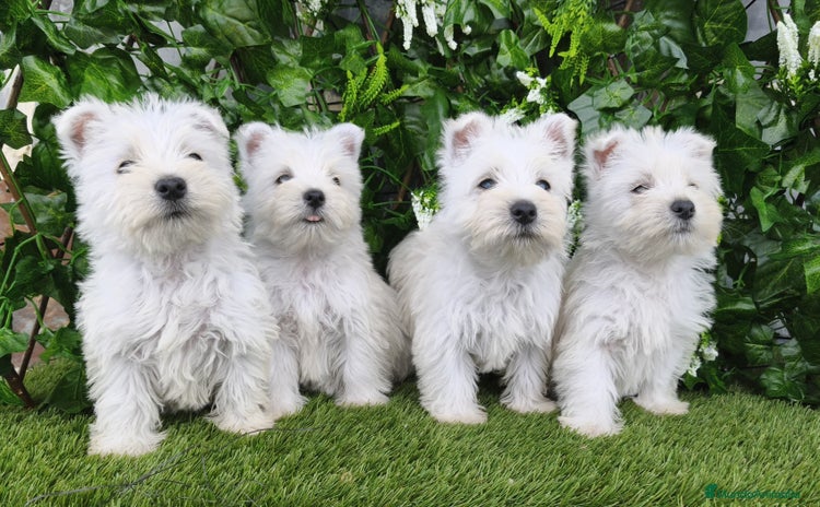 West Highland White Terrier perros - Anuncio 1