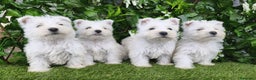 West Highland White Terrier perros en venta: West highlights White Terrier  - Anuncio 1