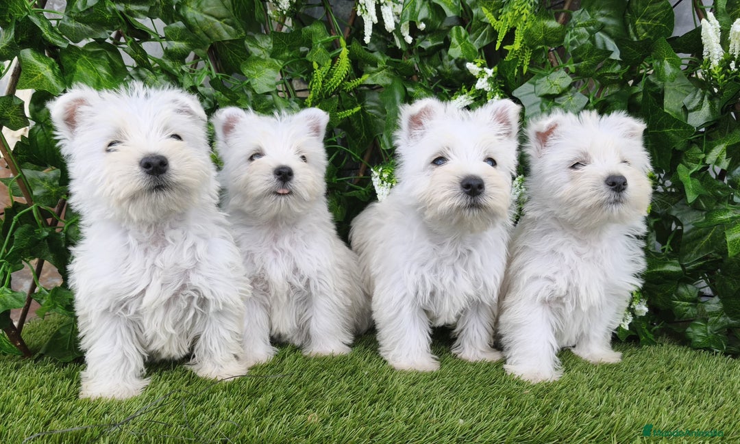 West Highland White Terrier perros en venta: West highlights White Terrier  - Anuncio 1
