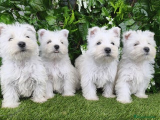 West Highland White Terrier perros - Anuncio 2