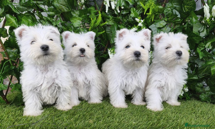West Highland White Terrier perros - Anuncio 1