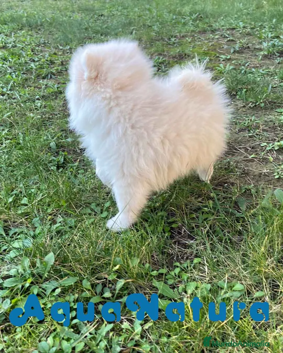 Pomerania perros en venta: Pomerania Macho 7515 - AQUANATURA en Barcelona - Anuncio 7