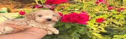 Maltipoo perros en venta: Maltipoo macho infórmate sin compromiso  - Anuncio 3