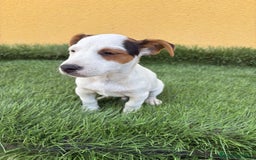 Jack Russell Terrier perros en venta: Jack russell macho tricolor  - Imagen 6