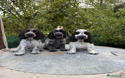 Cocker Spaniel Inglés perros en venta: Excelentes cachorros cocker ingles - Imagen 6
