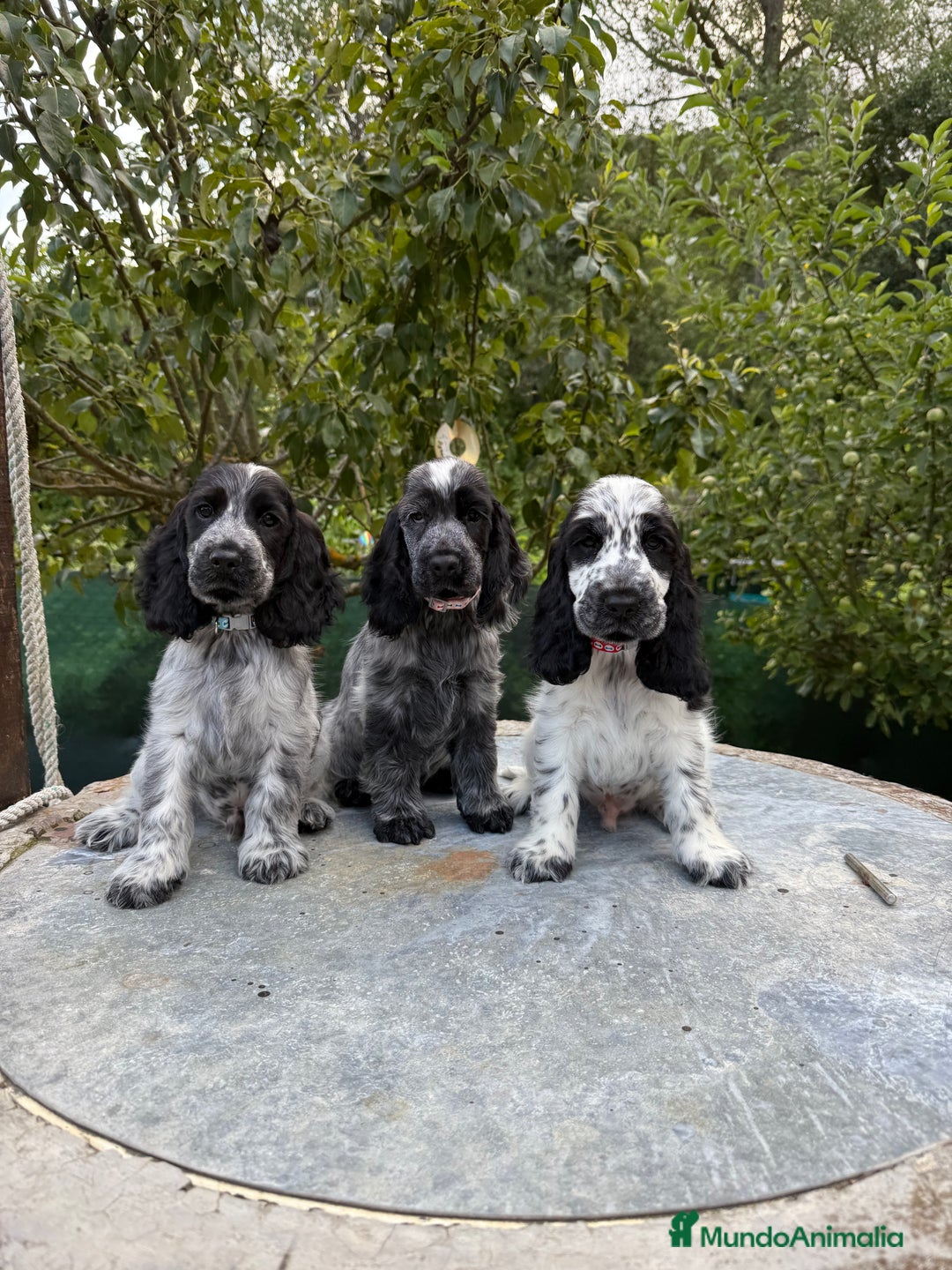 Cocker Spaniel Inglés perros en venta: Excelentes cachorros cocker ingles - Imagen 6