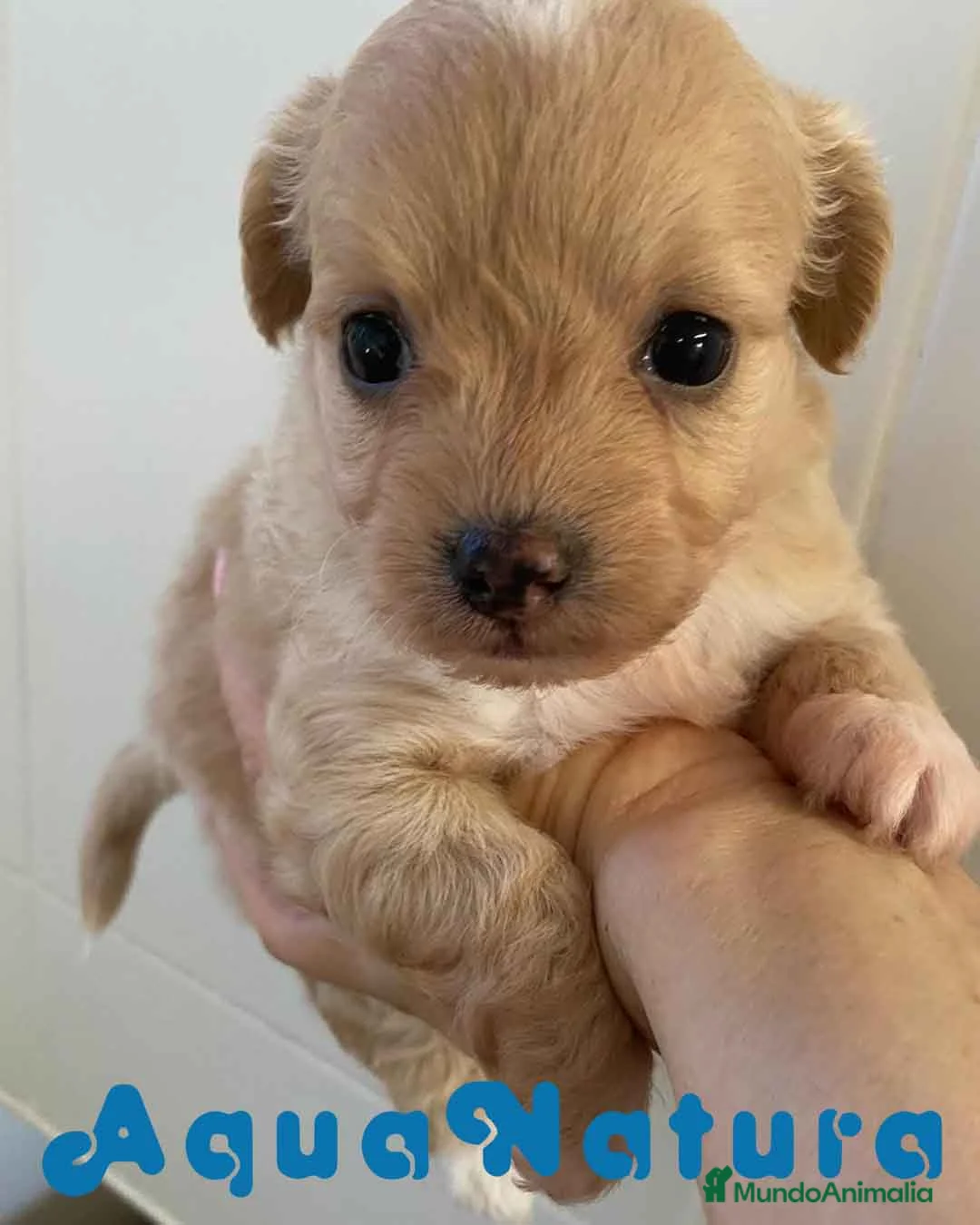 Chihuahua perros en venta:  Chihuahua Hembra de Reina y Choc AQUANATURA - Anuncio 5