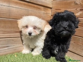 Maltipoo perros en Barcelona - Anuncio 34