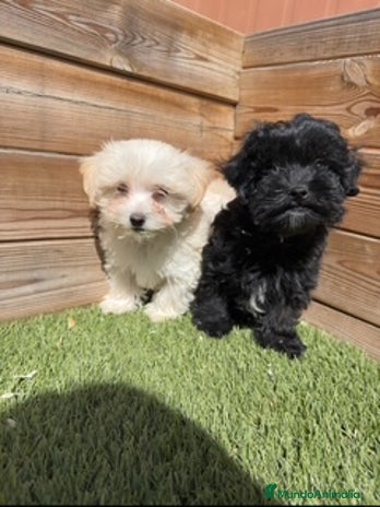 Maltipoo perros en Barcelona - Anuncio 14