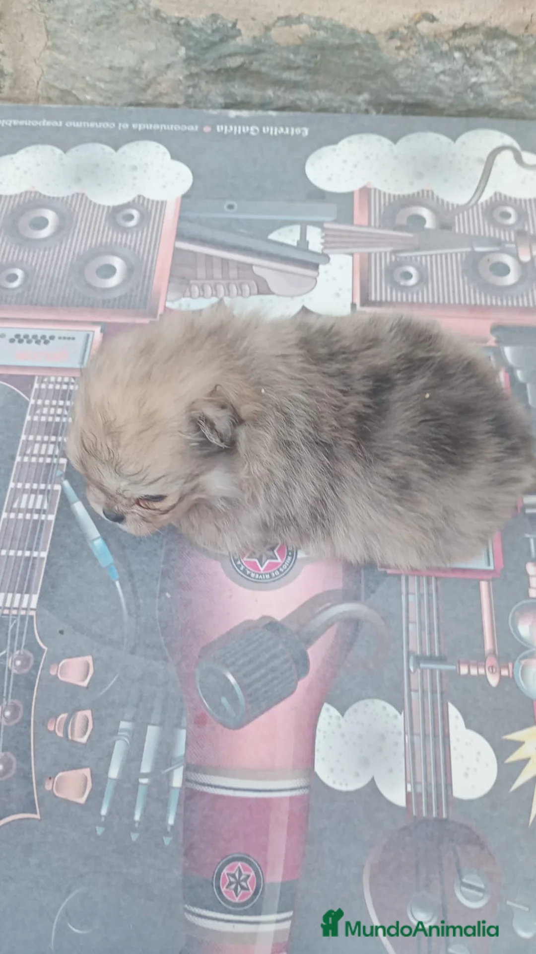 Pomerania perros en venta: Pomerania - Anuncio 2