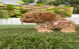 Caniche Toy perros en venta: CANICHE TOY HEMBRA - Imagen 6