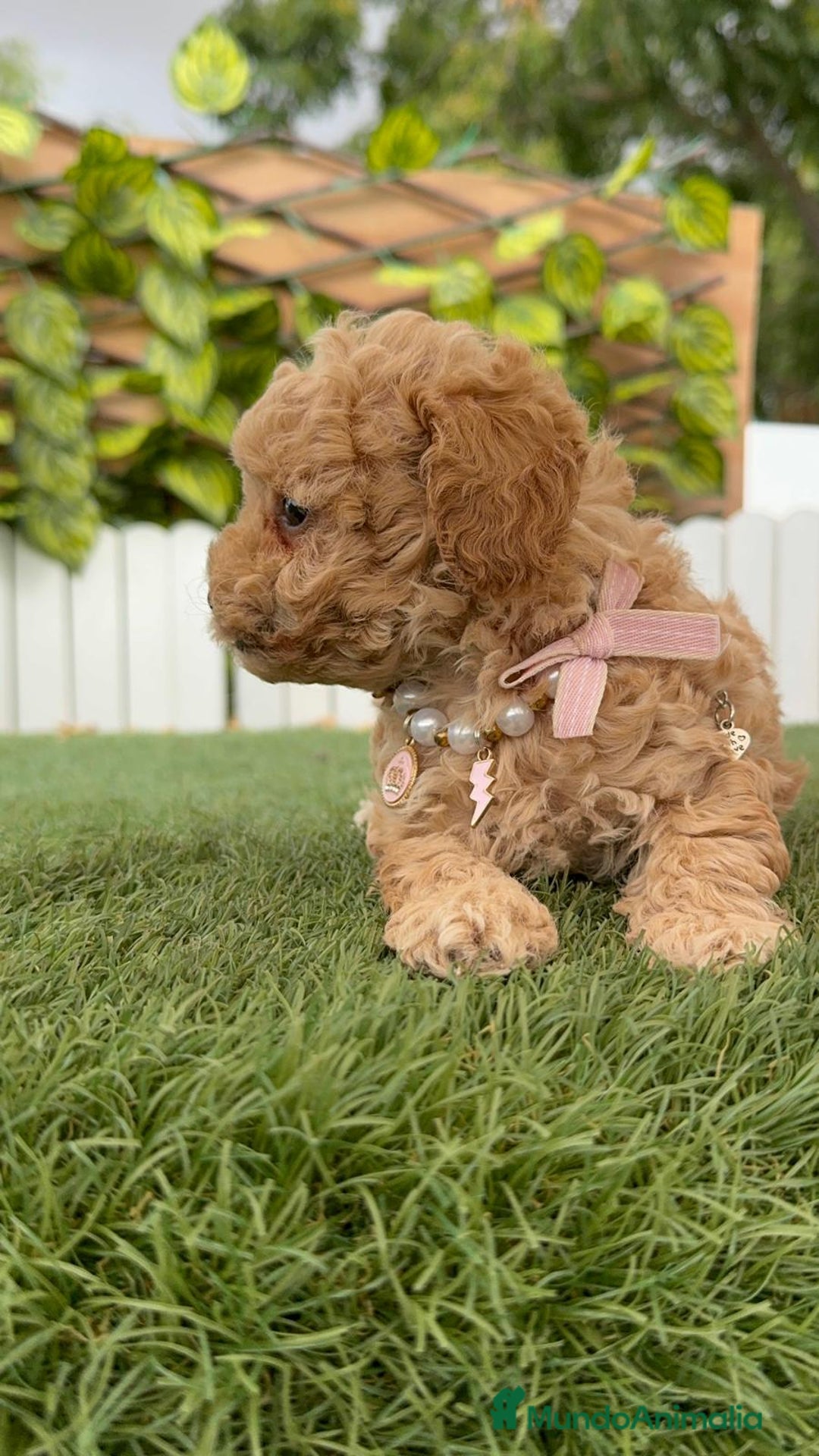 Caniche Toy perros en venta: CANICHE TOY HEMBRA - Imagen 6