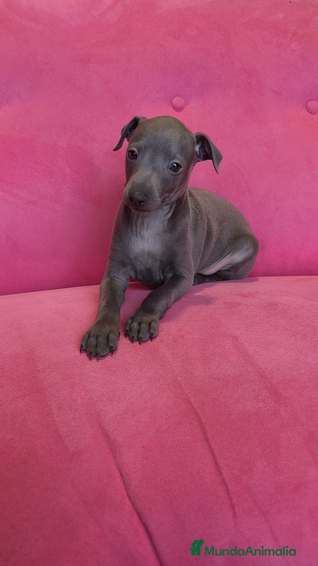 Pequeño Lebrel Italiano perros en venta: Piccolo Gris blue y Isabello Machos - Anuncio 2