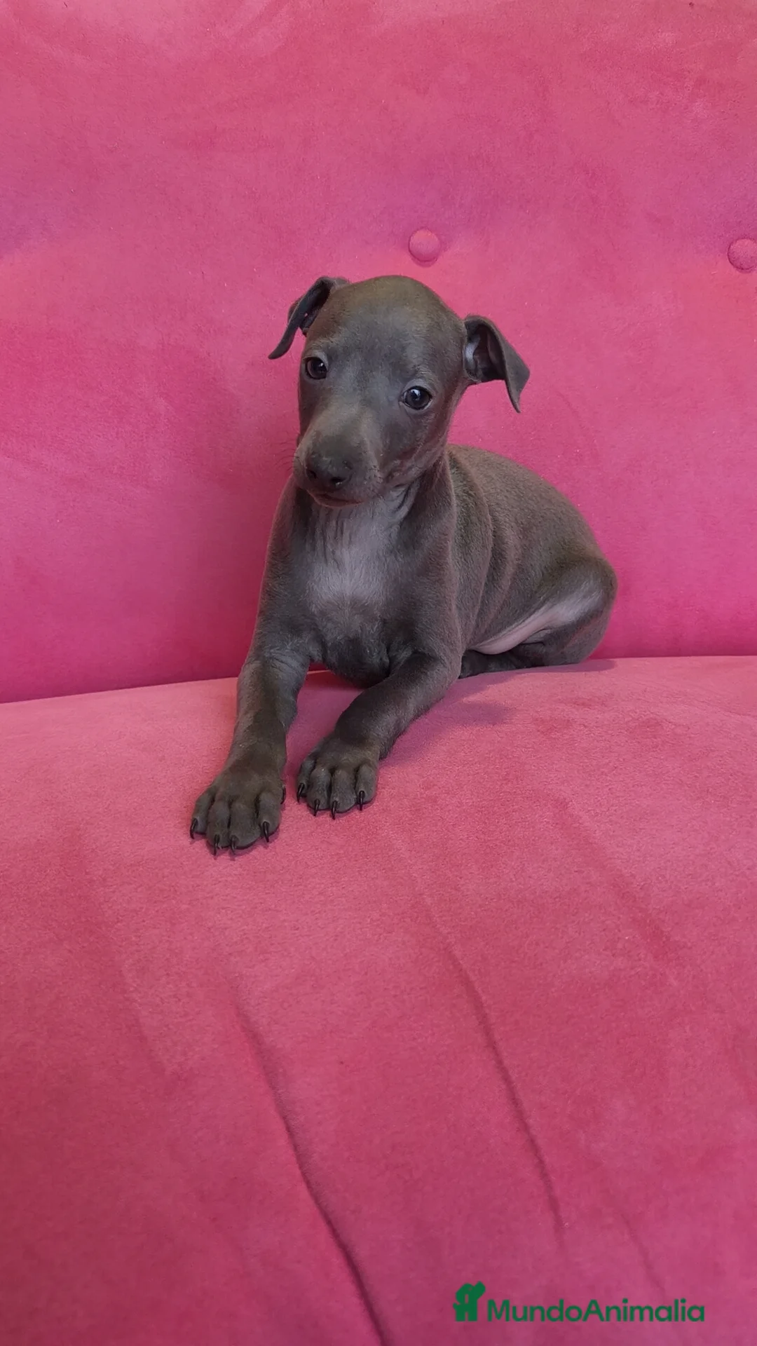 Pequeño Lebrel Italiano perros en venta: Piccolo Gris blue y Isabello Machos - Anuncio 2