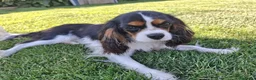 Cavalier King Charles Spaniel perros en venta:  Cavalier , cachorra tricolor disponible - Anuncio 1